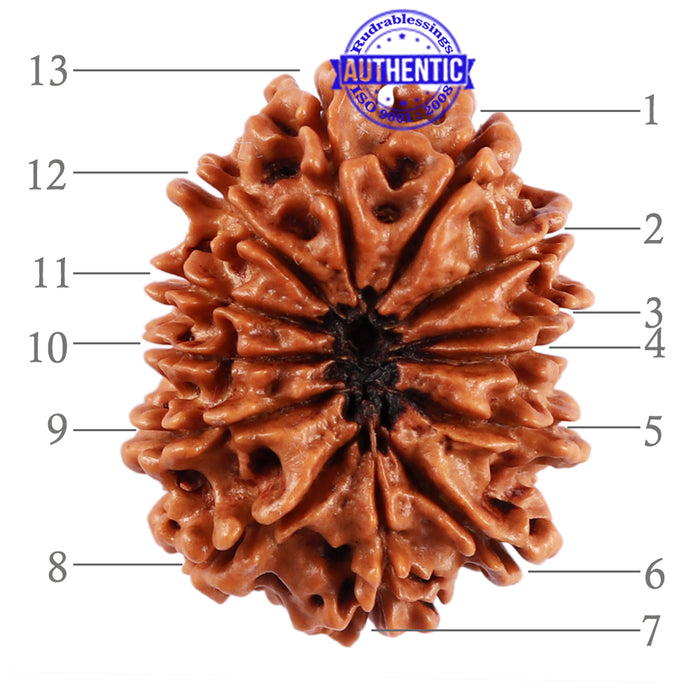 13 Mukhi Nepalese Rudraksha - Bead No. 181