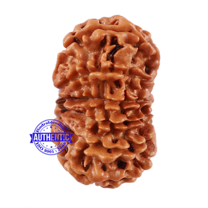 13 Mukhi Nepalese Rudraksha - Bead No. 181