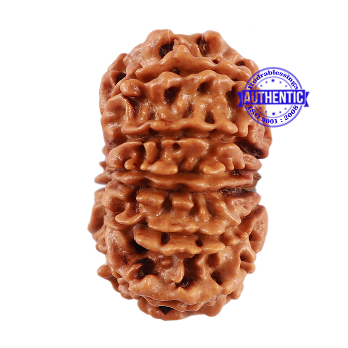 13 Mukhi Nepalese Rudraksha - Bead No. 181