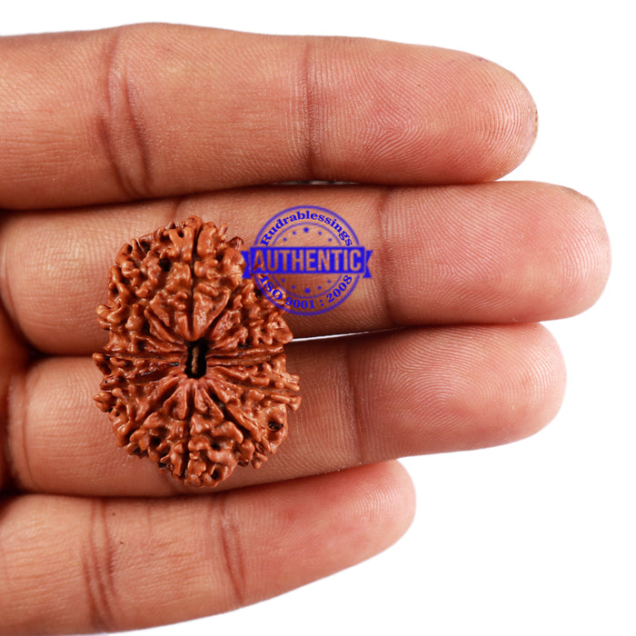 13 Mukhi Nepalese Rudraksha - Bead No. 182