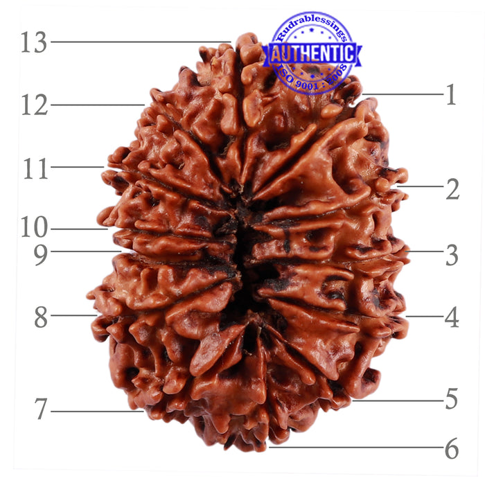 13 Mukhi Nepalese Rudraksha - Bead No. 182