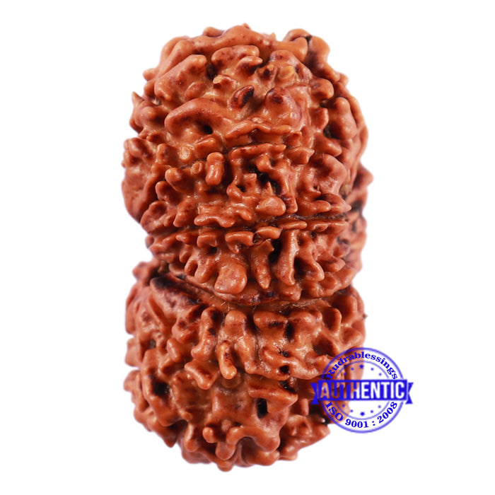 13 Mukhi Nepalese Rudraksha - Bead No. 182