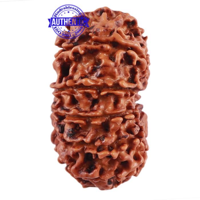13 Mukhi Nepalese Rudraksha - Bead No. 182