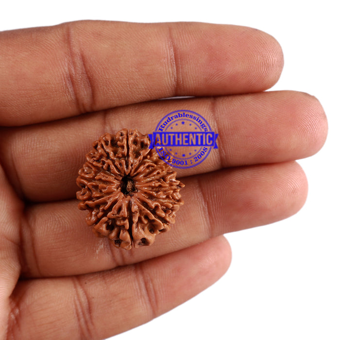 13 Mukhi Nepalese Rudraksha - Bead No. 183