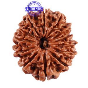 13 Mukhi Nepalese Rudraksha - Bead No. 183