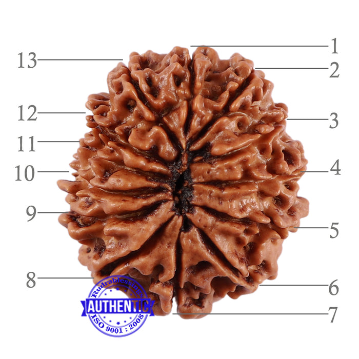 13 Mukhi Nepalese Rudraksha - Bead No. 183