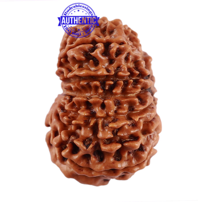 13 Mukhi Nepalese Rudraksha - Bead No. 183