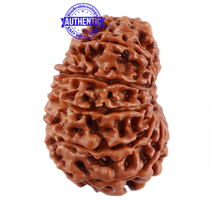 13 Mukhi Nepalese Rudraksha - Bead No. 183