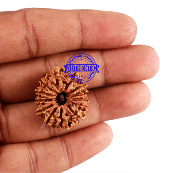 13 Mukhi Nepalese Rudraksha - Bead No. 185