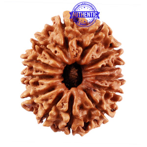 13 Mukhi Nepalese Rudraksha - Bead No. 185