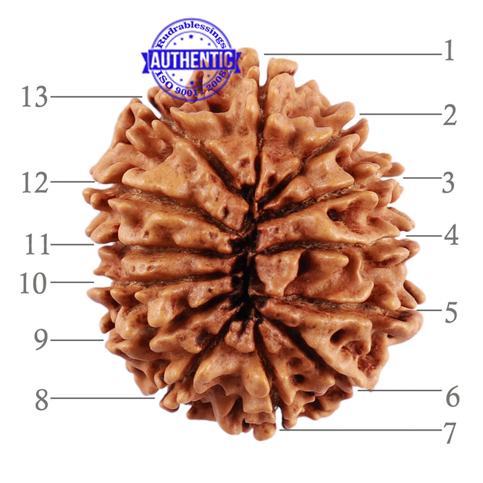 13 Mukhi Nepalese Rudraksha - Bead No. 185