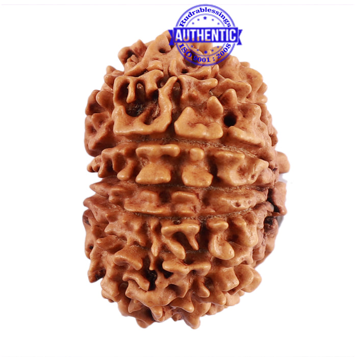 13 Mukhi Nepalese Rudraksha - Bead No. 185
