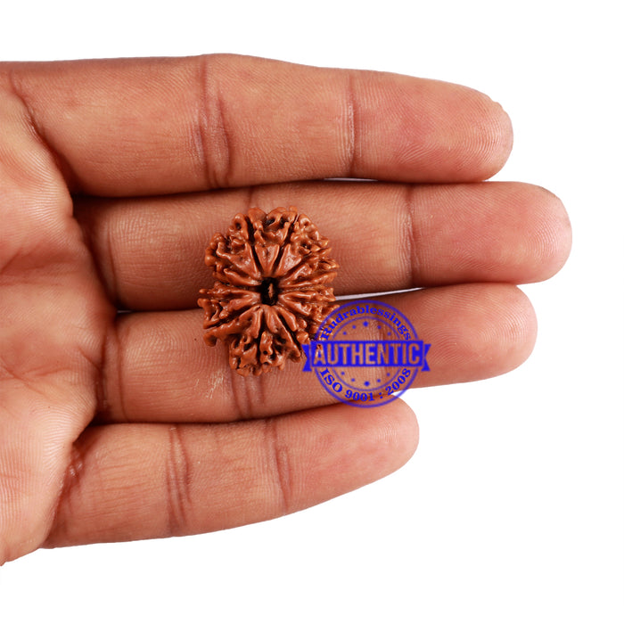 13 Mukhi Nepalese Rudraksha - Bead No. 191