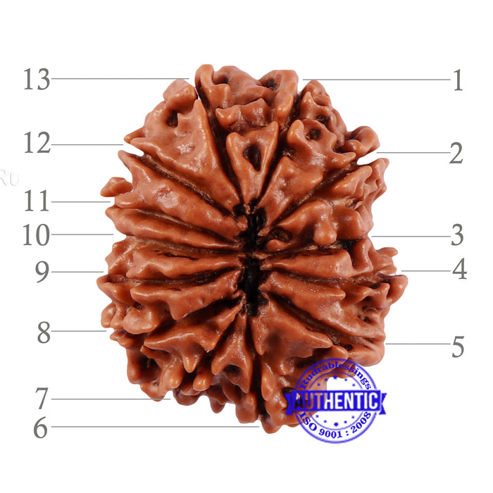 13 Mukhi Nepalese Rudraksha - Bead No. 191