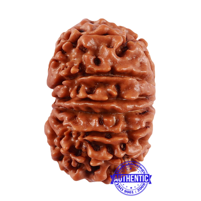13 Mukhi Nepalese Rudraksha - Bead No. 191