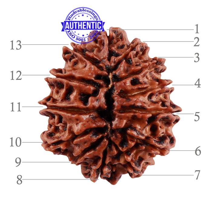 13 Mukhi Nepalese Rudraksha - Bead No. 193