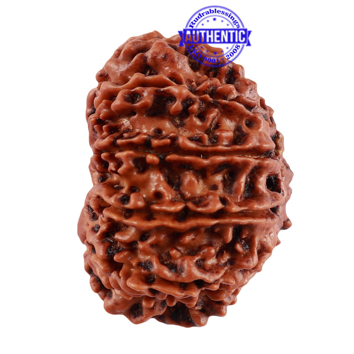 13 Mukhi Nepalese Rudraksha - Bead No. 193