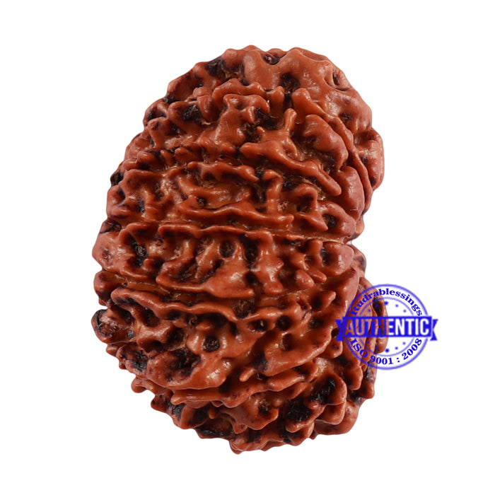 13 Mukhi Nepalese Rudraksha - Bead No. 193