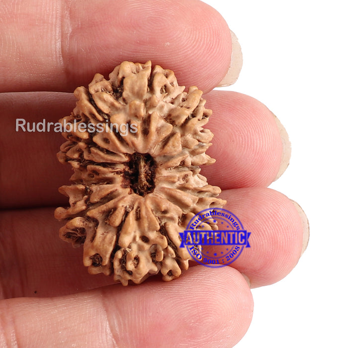 13 Mukhi Nepalese Rudraksha - Bead No. 65