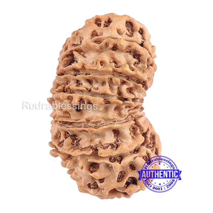 13 Mukhi Nepalese Rudraksha - Bead No. 65