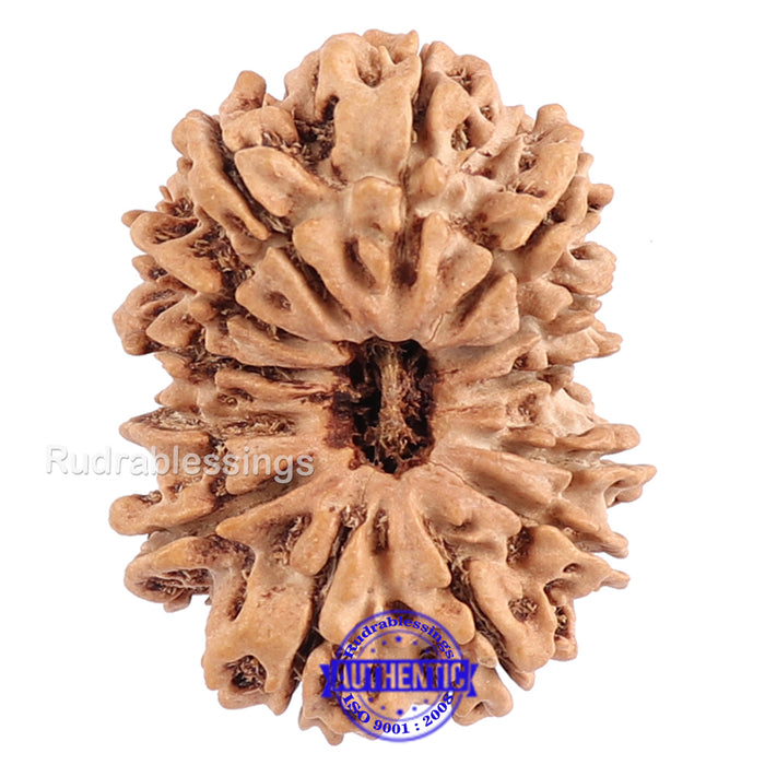13 Mukhi Nepalese Rudraksha - Bead No. 65