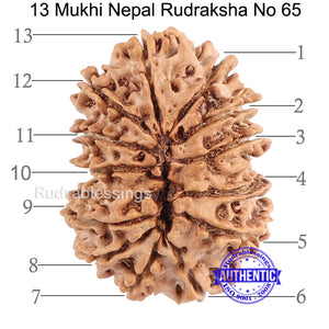 13 Mukhi Nepalese Rudraksha - Bead No. 65
