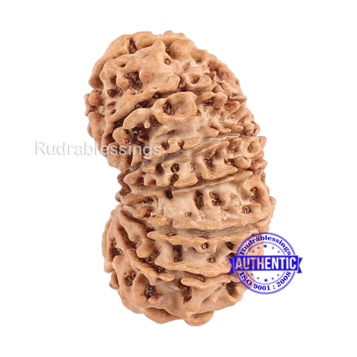 13 Mukhi Nepalese Rudraksha - Bead No. 65