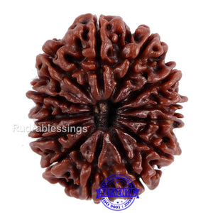 13 Mukhi Nepalese Rudraksha - Bead No. 66