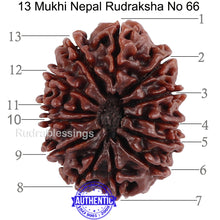 Load image into Gallery viewer, 13 Mukhi Nepalese Rudraksha - Bead No. 66
