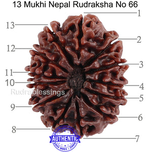 13 Mukhi Nepalese Rudraksha - Bead No. 66