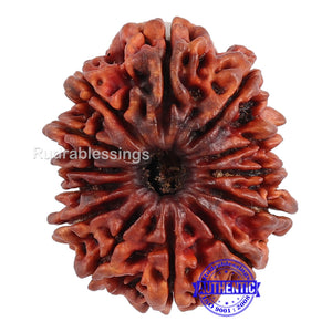13 Mukhi Nepalese Rudraksha - Bead No. 67