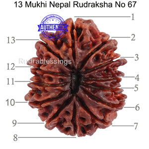 13 Mukhi Nepalese Rudraksha - Bead No. 67