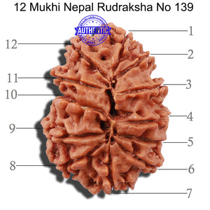 12 Mukhi Nepalese Rudraksha - Bead No 139