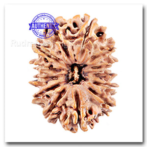 13 mukhi Nepalese Rudraksha - Bead No. 25