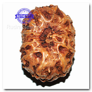 13 Mukhi Indonesian Rudraksha - Bead No. 144