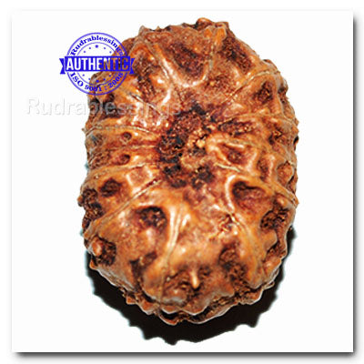 13 Mukhi Indonesian Rudraksha - Bead No. 144