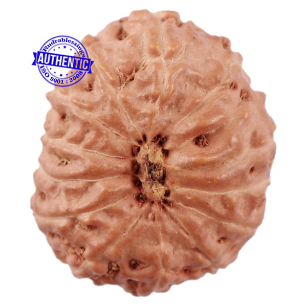 13 Mukhi Indonesian Rudraksha - Bead No. 172