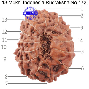 13 Mukhi Indonesian Rudraksha - Bead No. 173