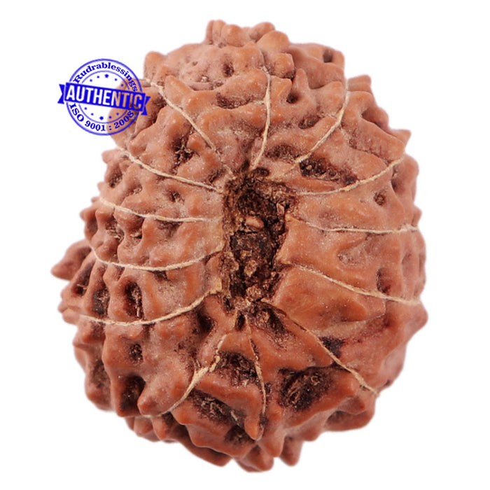 13 Mukhi Indonesian Rudraksha - Bead No. 173