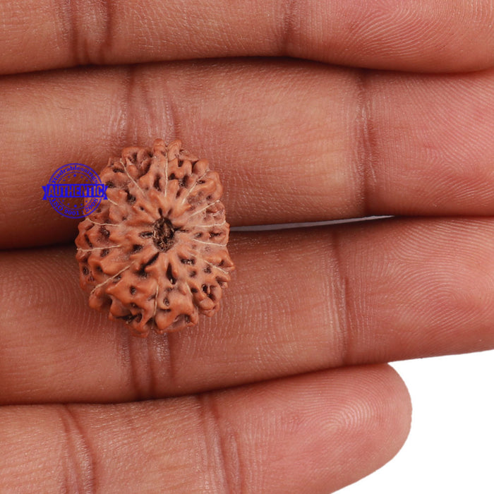 13 Mukhi Indonesian Rudraksha - Bead No. 173