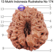 Load image into Gallery viewer, 13 Mukhi Indonesian Rudraksha - Bead No. 174
