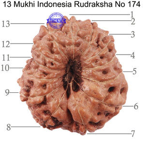 13 Mukhi Indonesian Rudraksha - Bead No. 174