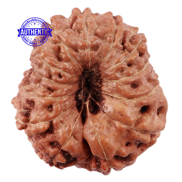 13 Mukhi Indonesian Rudraksha - Bead No. 174