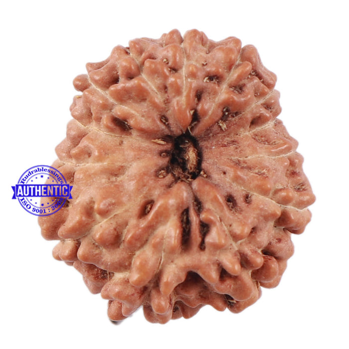 13 Mukhi Indonesian Rudraksha - Bead No. 174