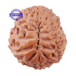 13 Mukhi Indonesian Rudraksha - Bead No. 176