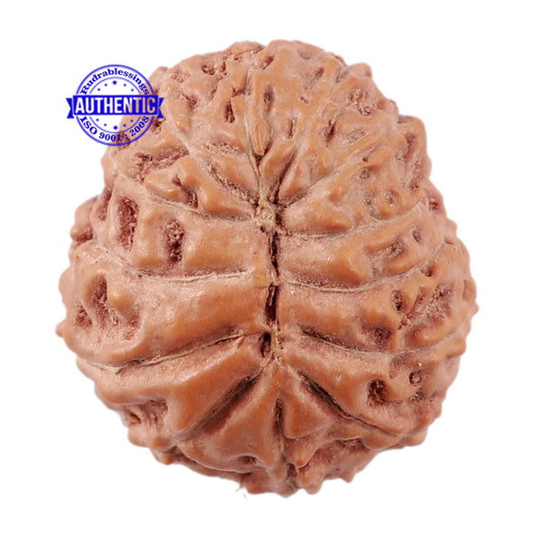 13 Mukhi Indonesian Rudraksha - Bead No. 176