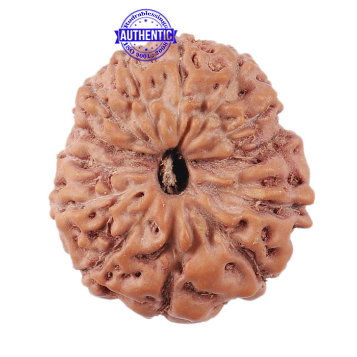 13 Mukhi Indonesian Rudraksha - Bead No. 176