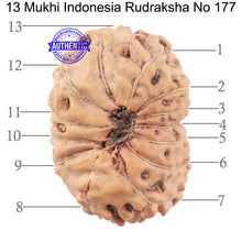 Load image into Gallery viewer, 13 Mukhi Indonesian Rudraksha - Bead No. 177
