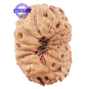 13 Mukhi Indonesian Rudraksha - Bead No. 177