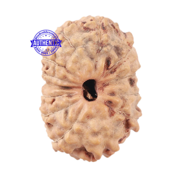 13 Mukhi Indonesian Rudraksha - Bead No. 177